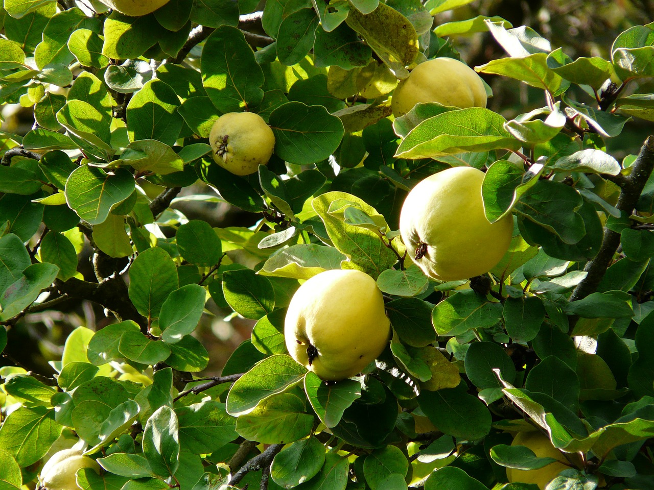 quince fruit cydonia oblonga free photo