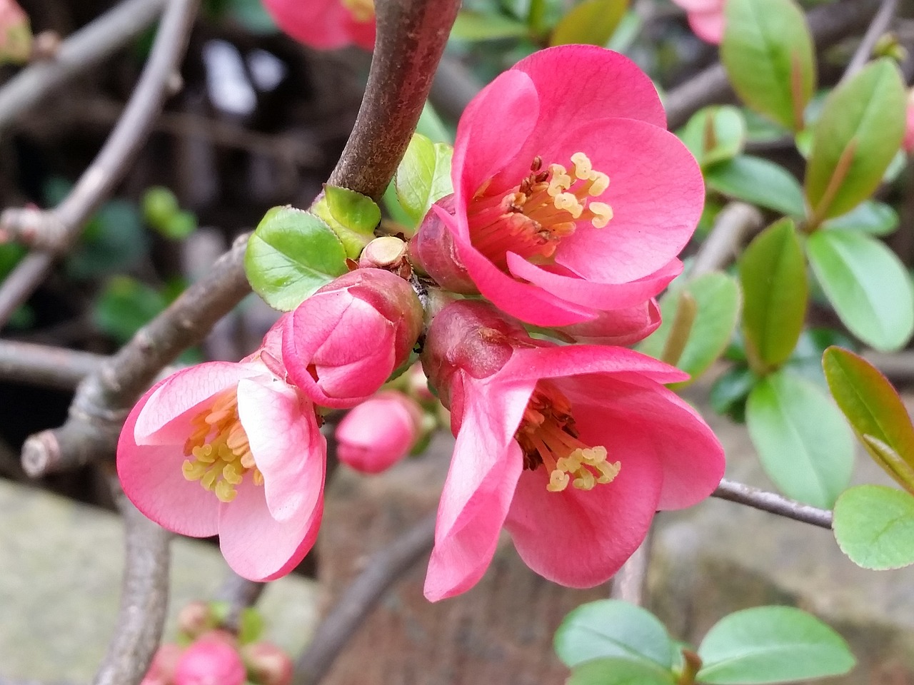 quince pink flower free photo