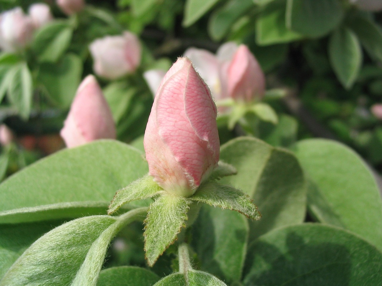 quince bloom pink free photo