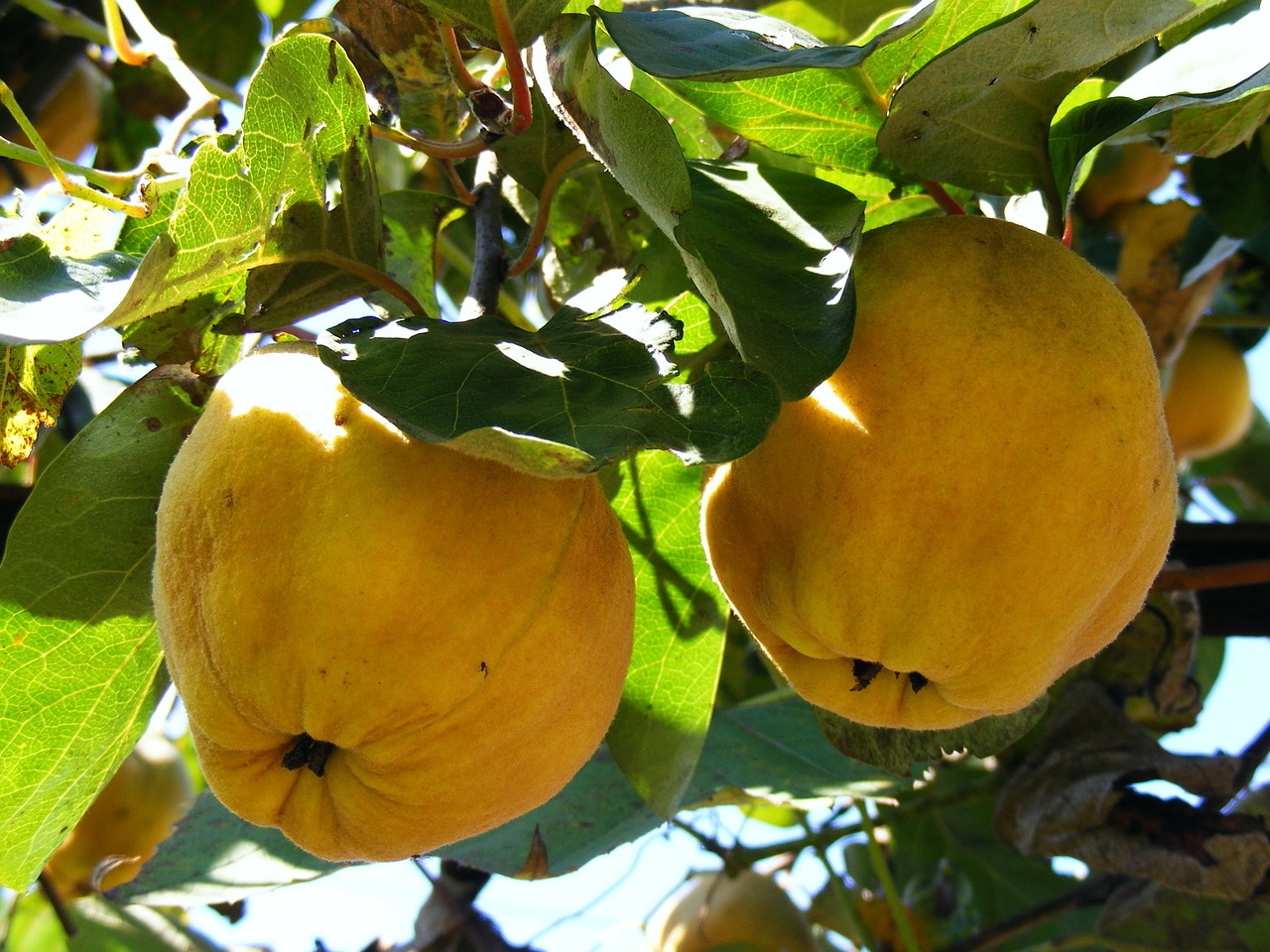 quince trees fruits free photo