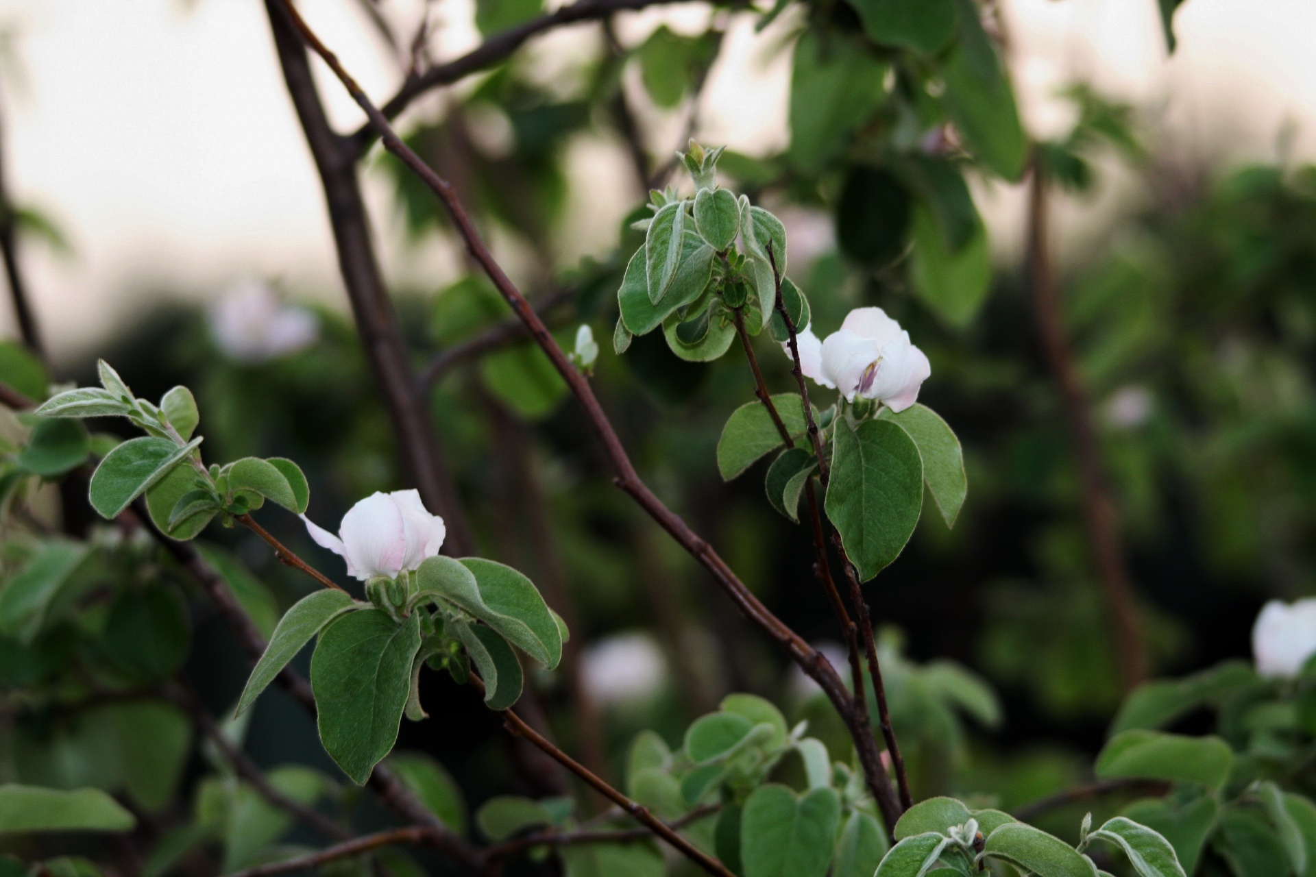 blossoms white quince free photo