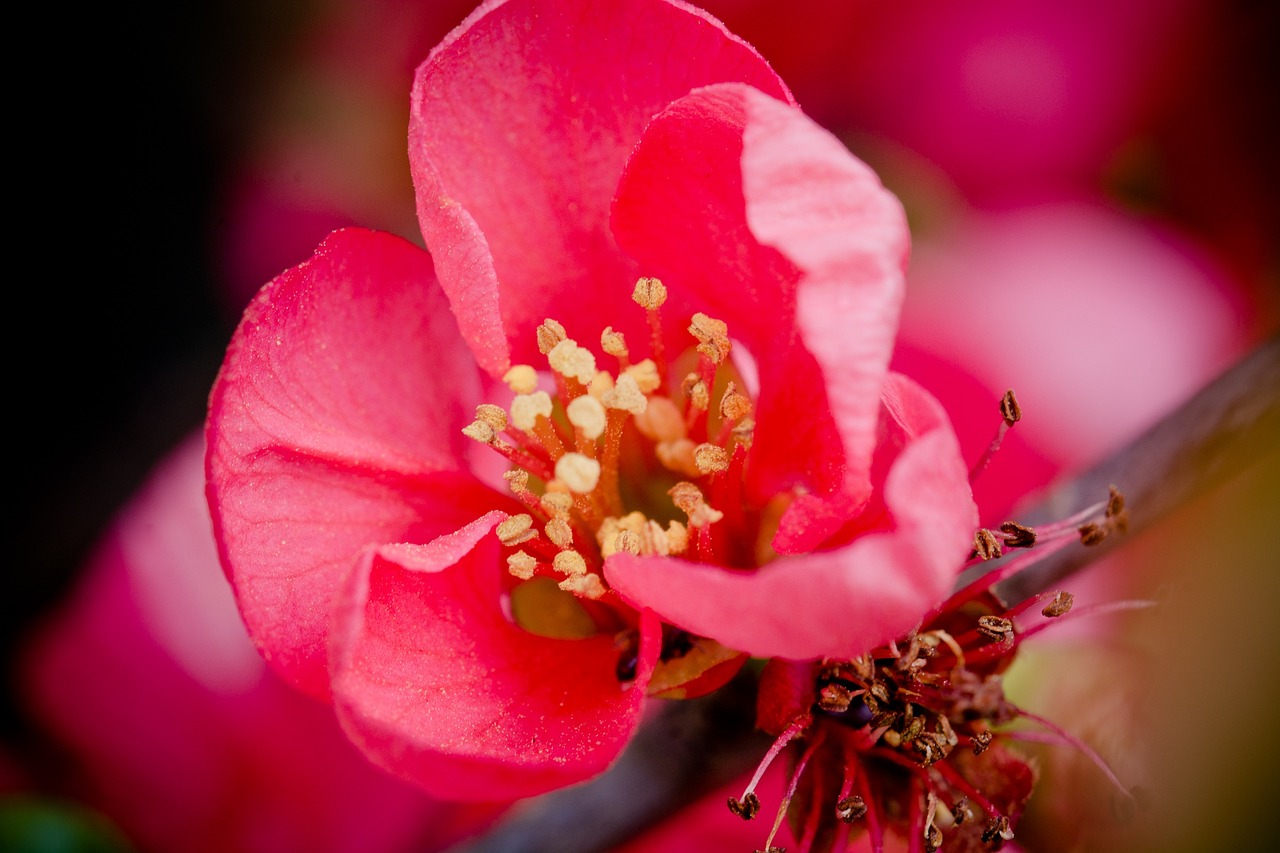 quince flower blossom bloom free photo