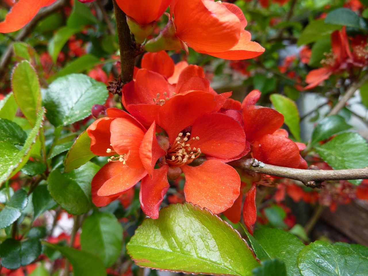quince flower garden shrub orange free photo
