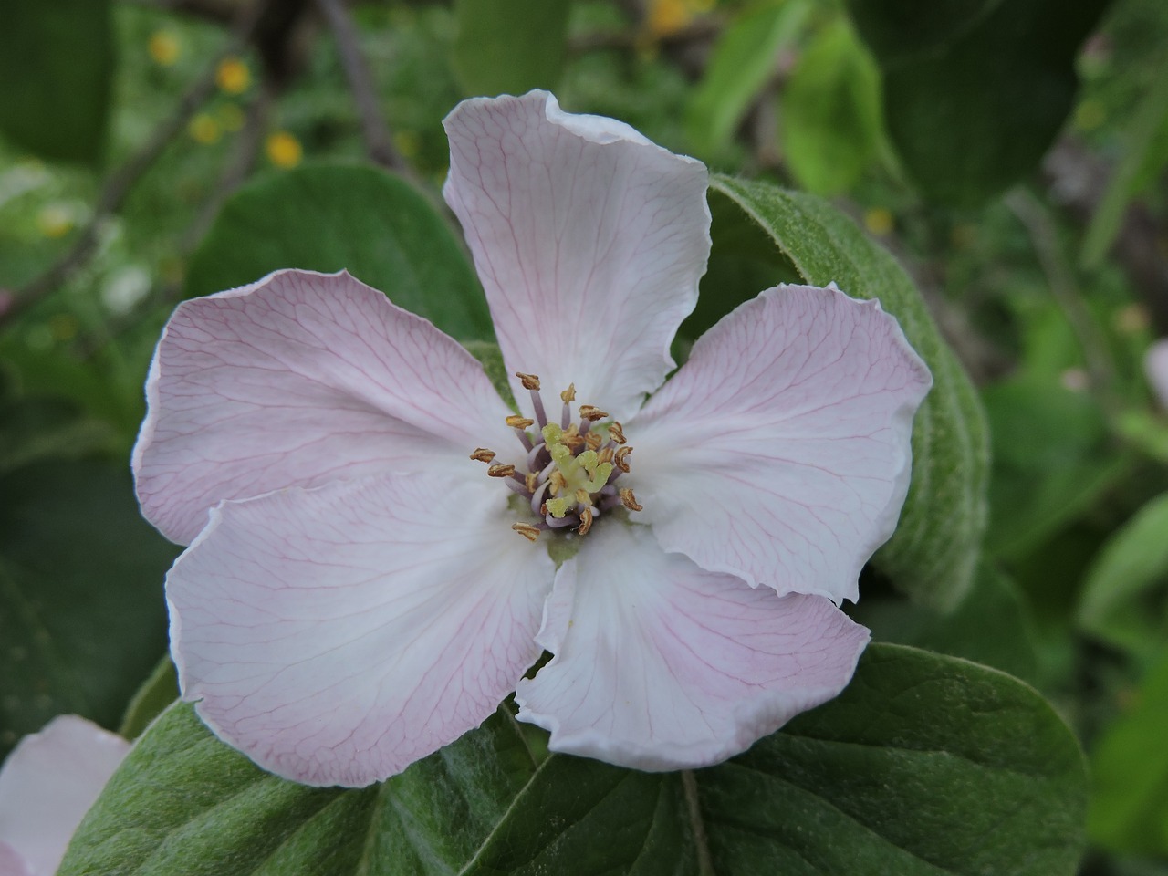 quince flower  pink  quince free photo