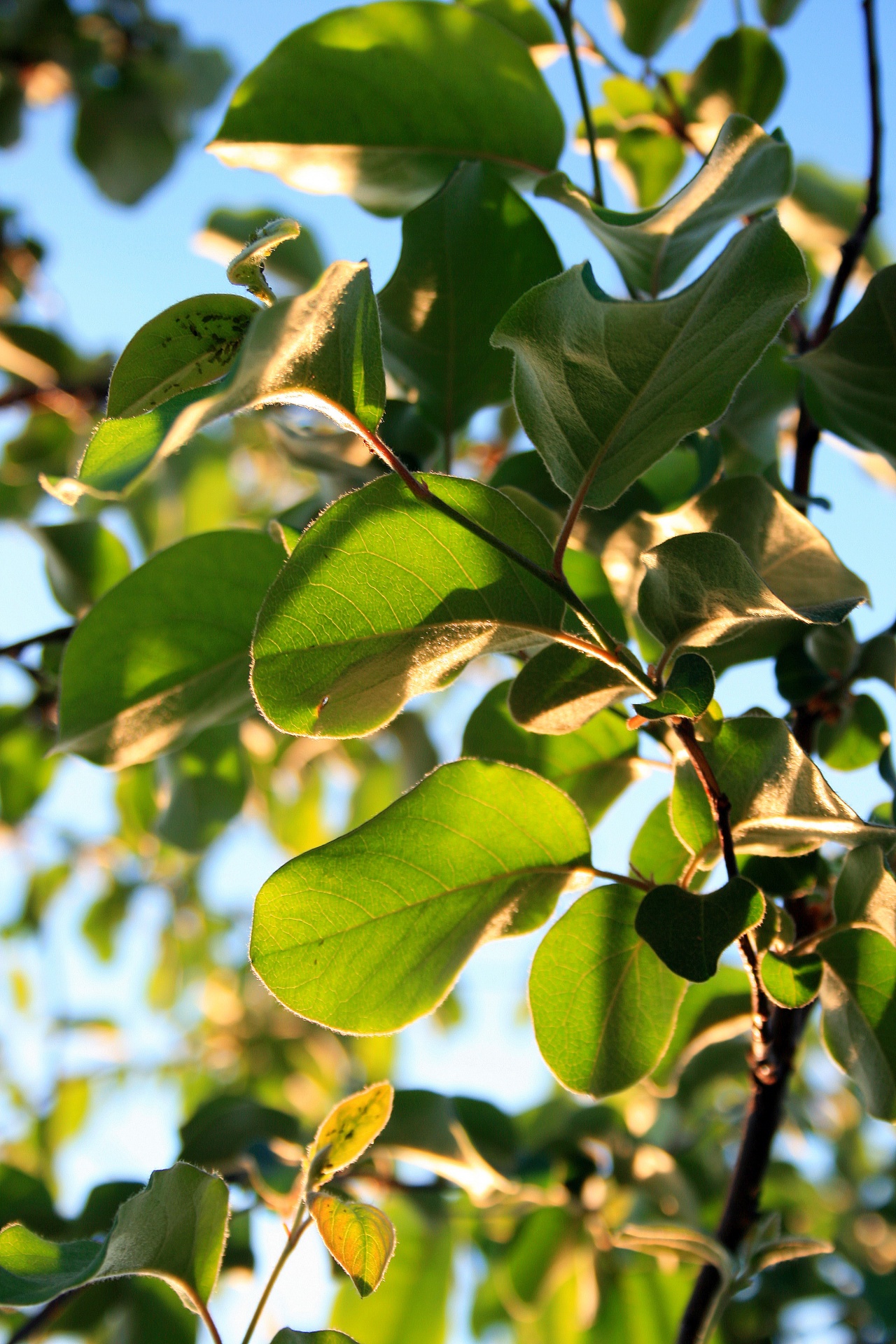 light translucency leaves free photo