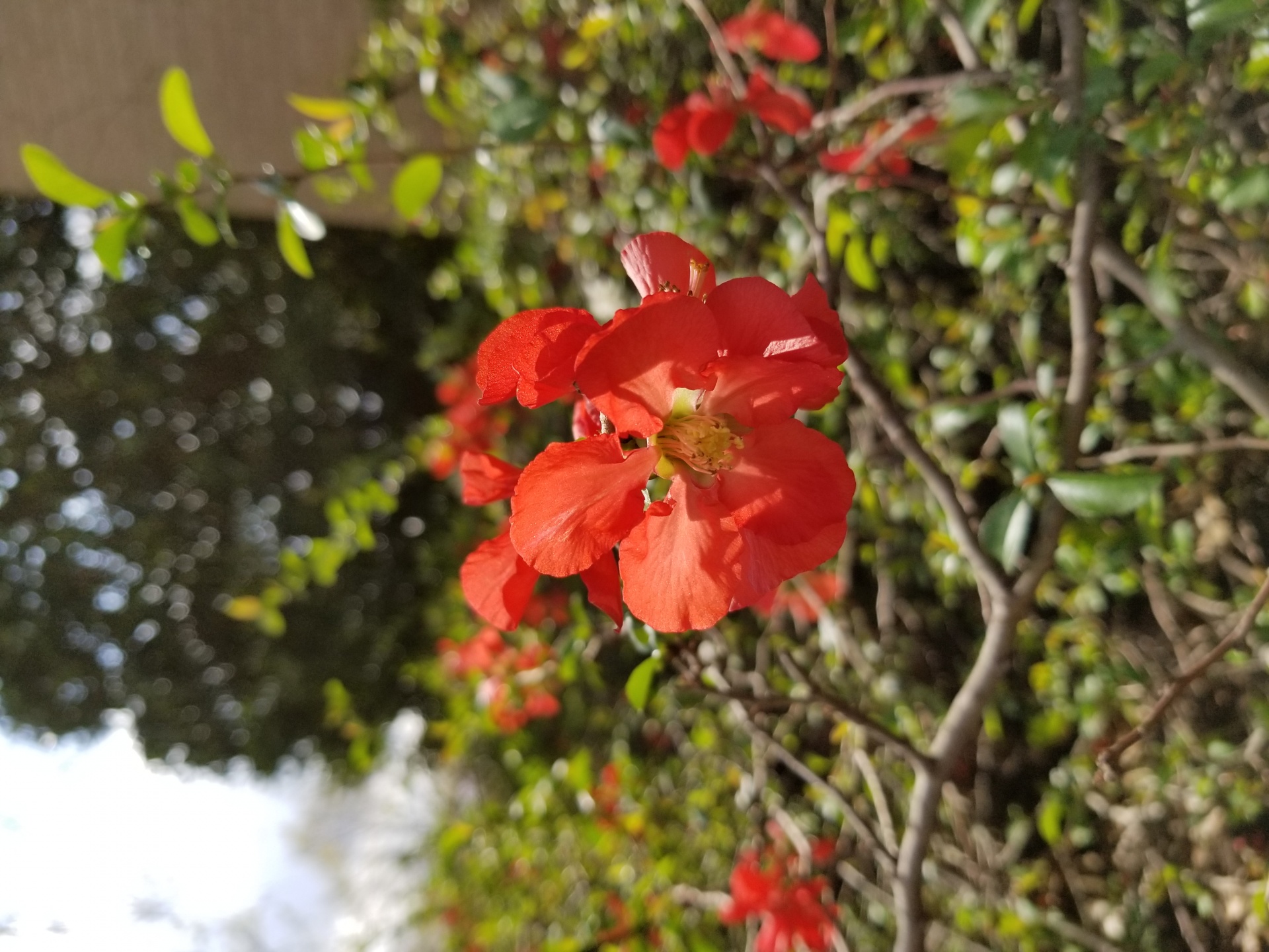 flower spring red free photo