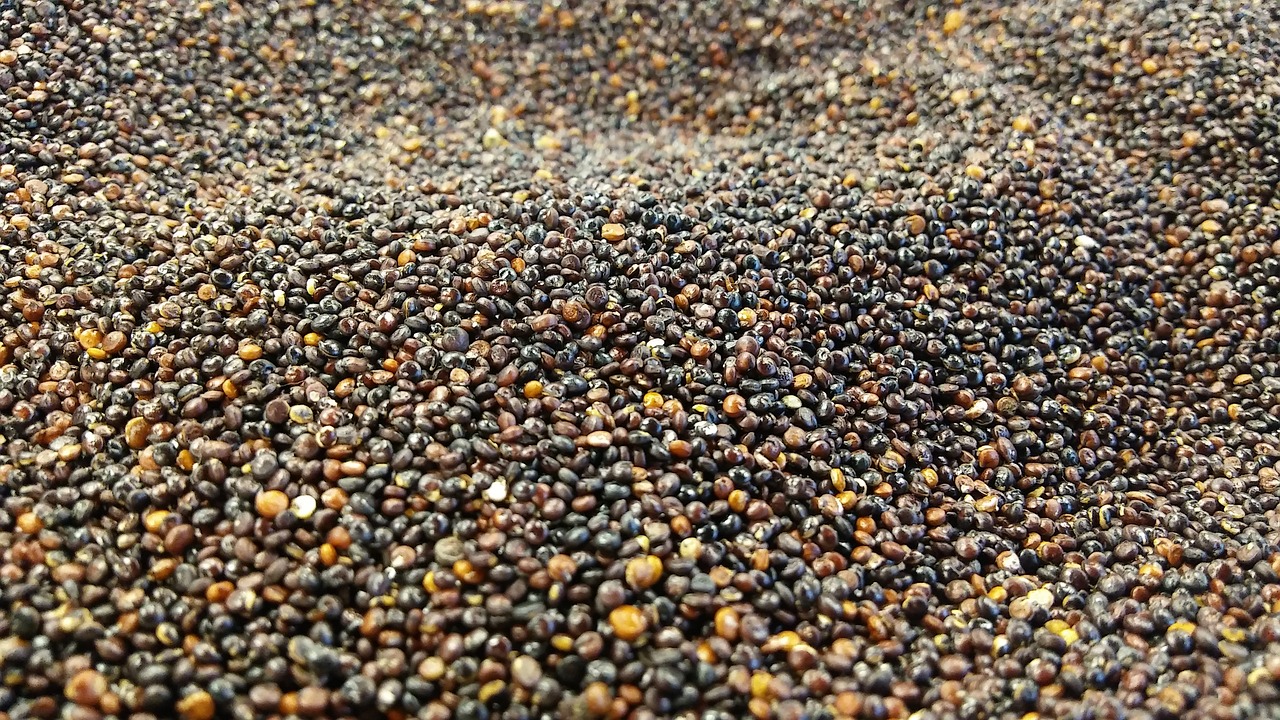 quinoa black cereal free photo