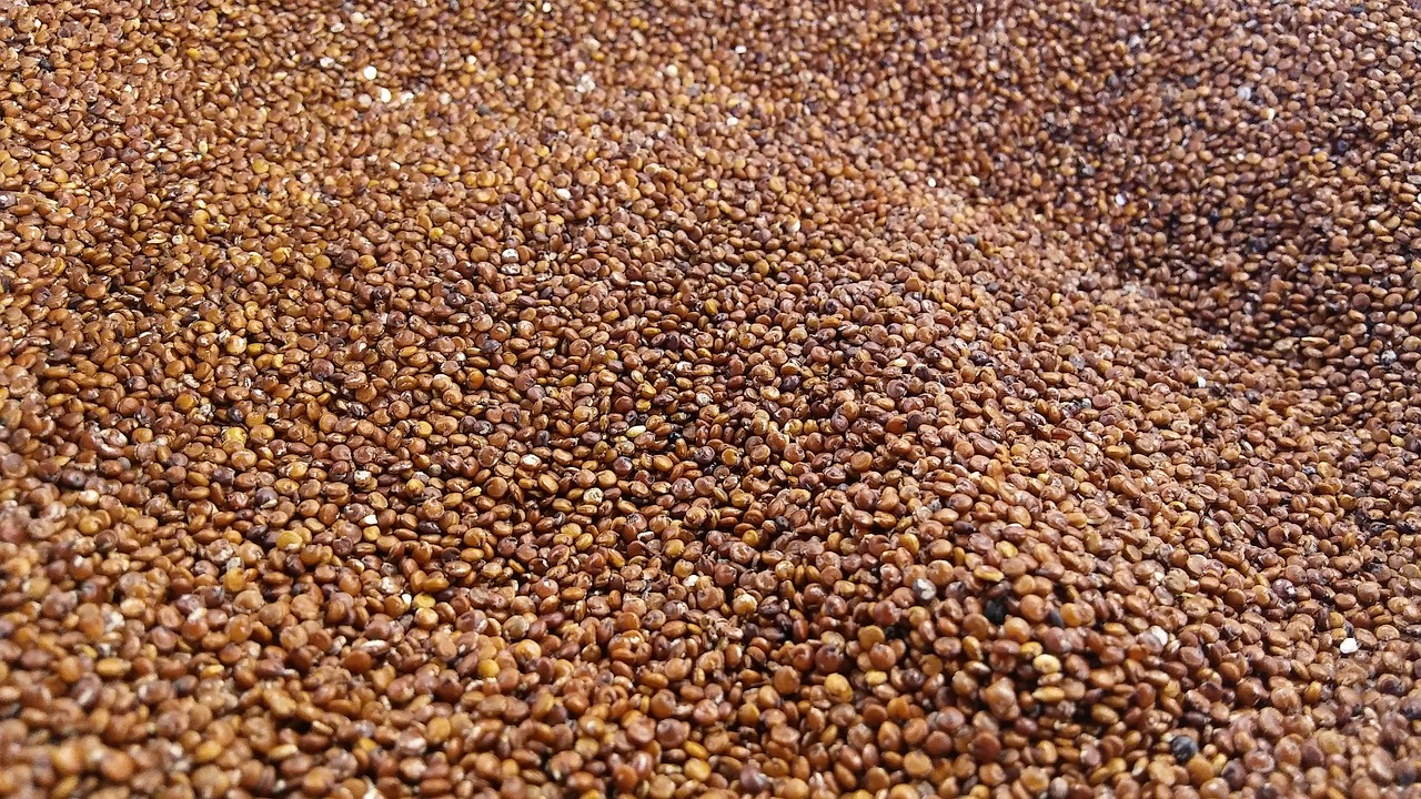 quinoa red grain free photo