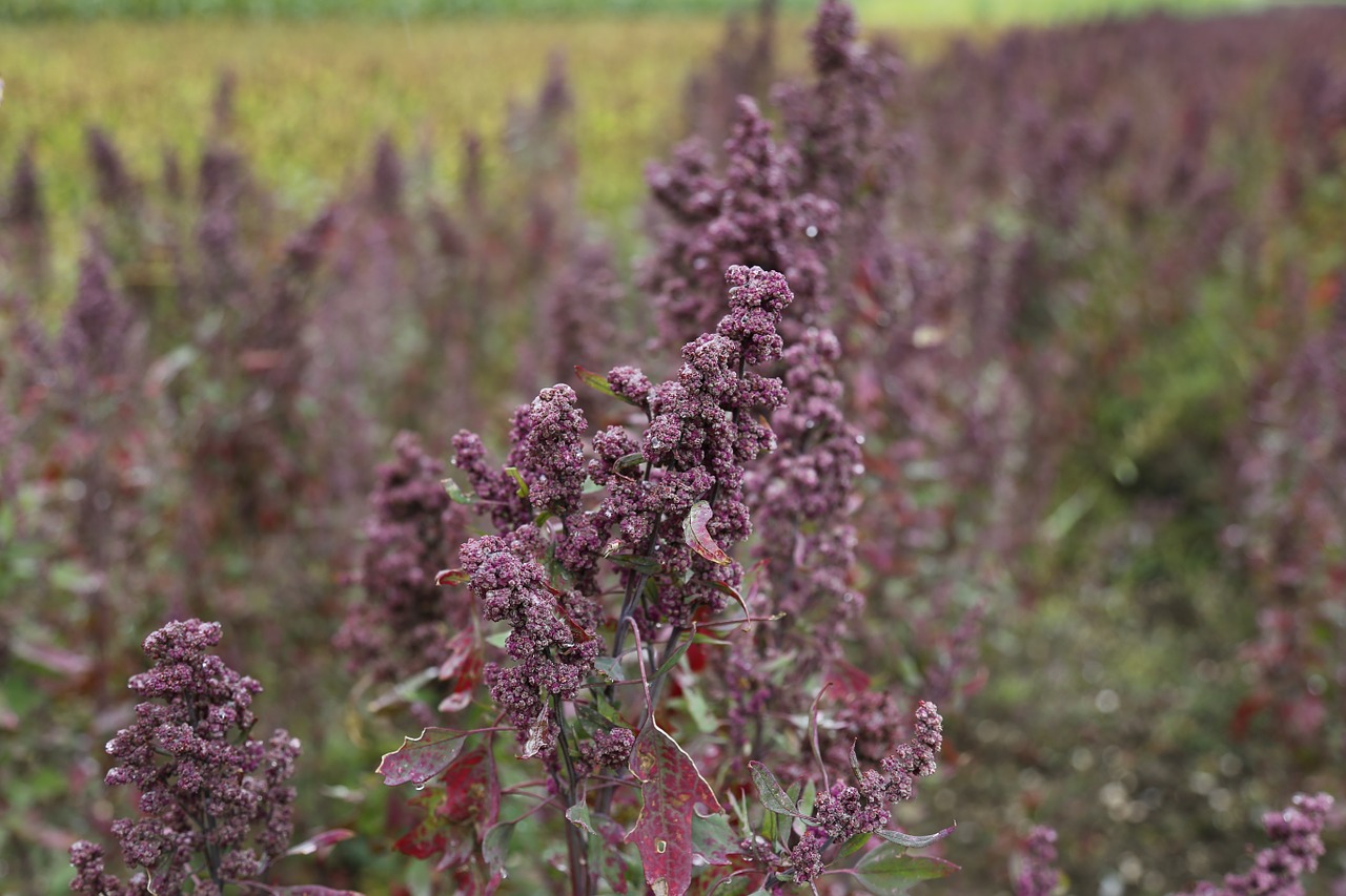 quinoa agriculture field free photo