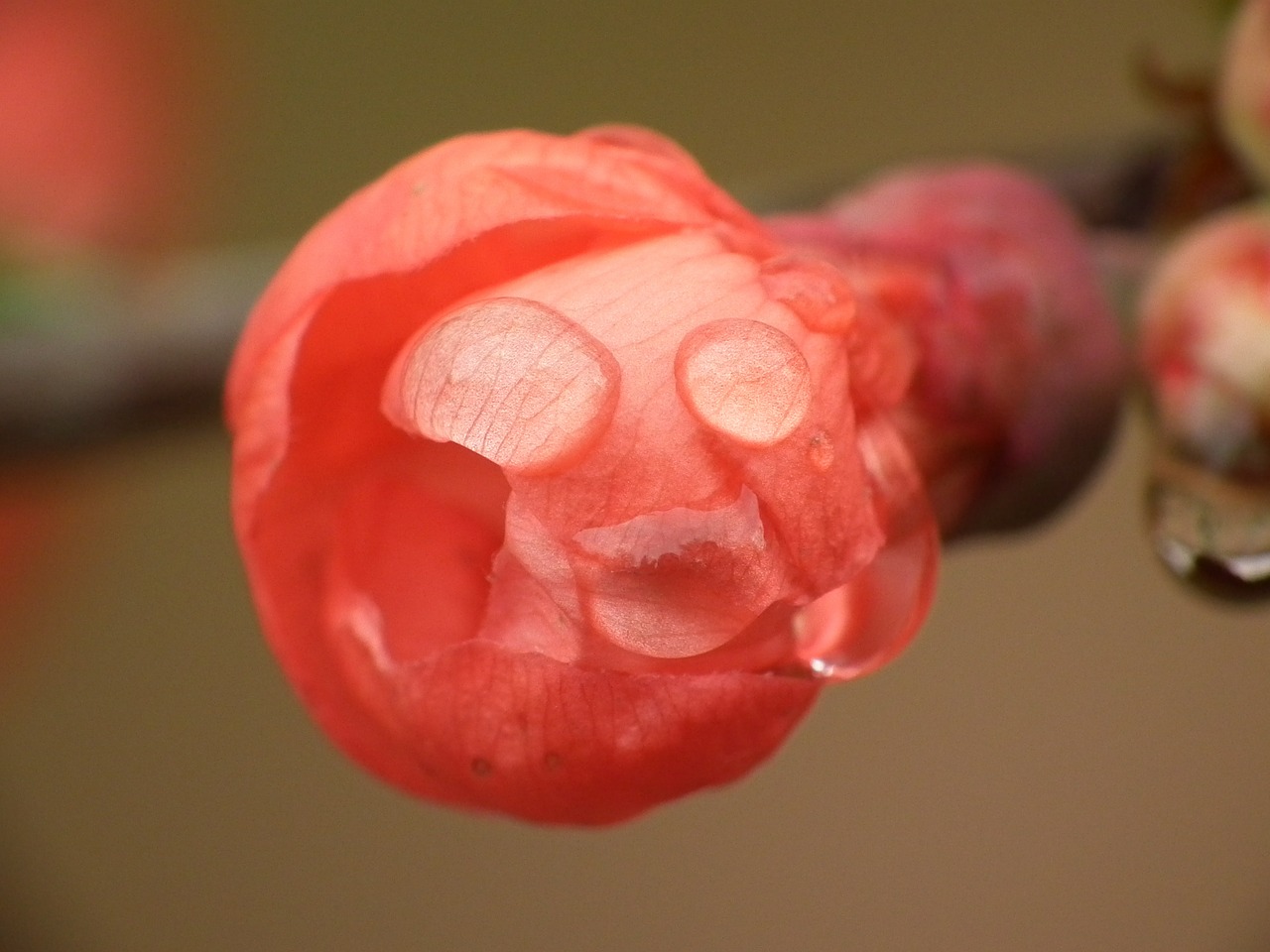 quitee quince flower raindrop free photo