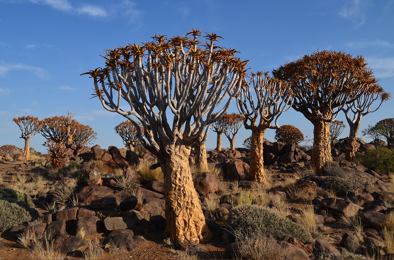 quiver tree africa namibia free photo