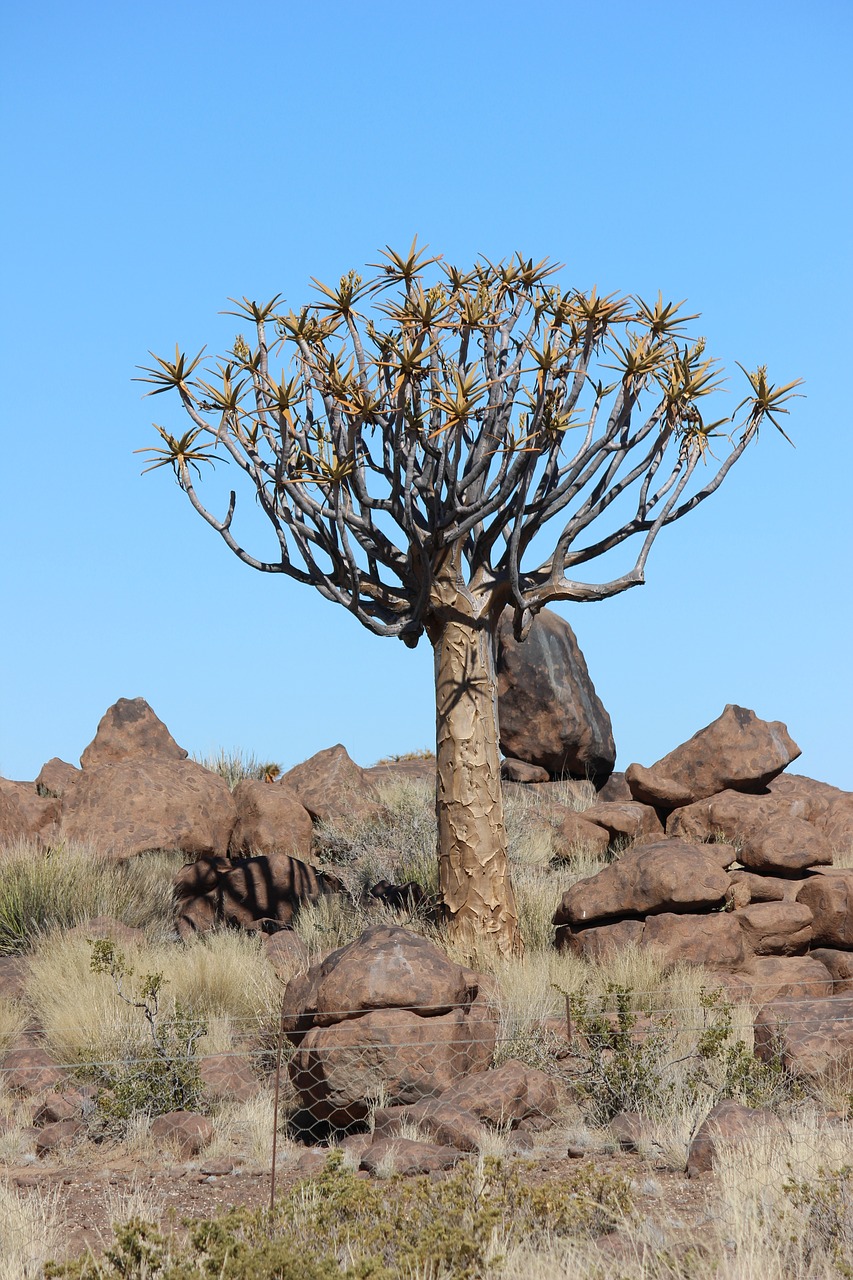 quiver tree namibia africa free photo