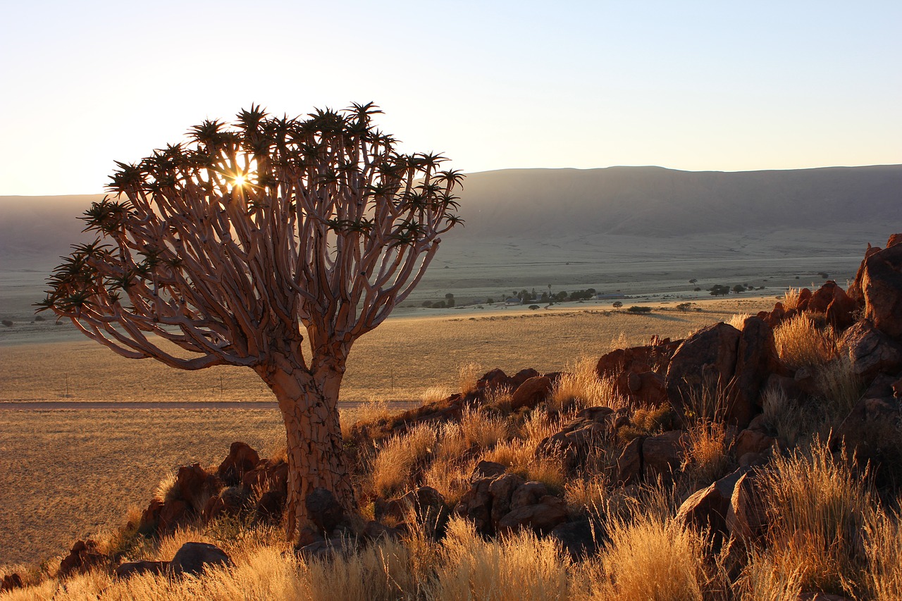 quiver tree namibia sunset free photo