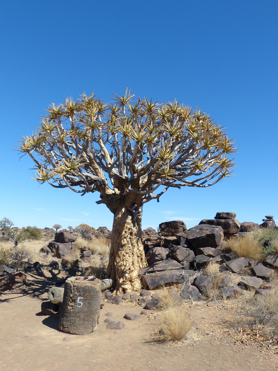 quiver tree namibia tree free photo