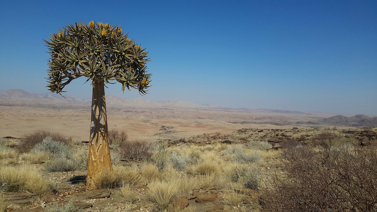 quiver tree namibia valley of a thousand hills free photo