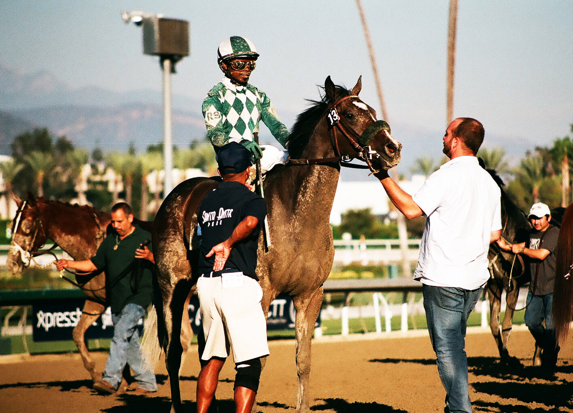 horse filly thoroughbred free photo