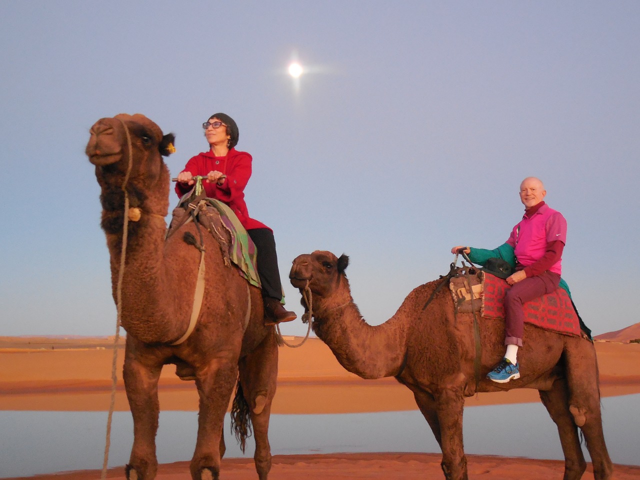 rabat morocco camels moroccan free photo