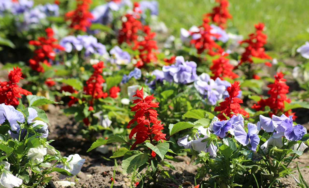 rabatka  flowers  sage free photo