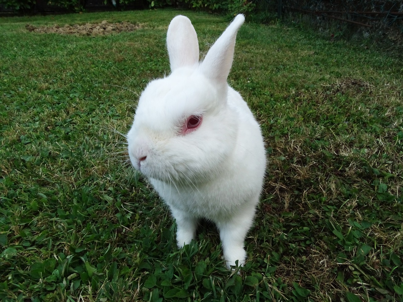 rabbit animals white free photo