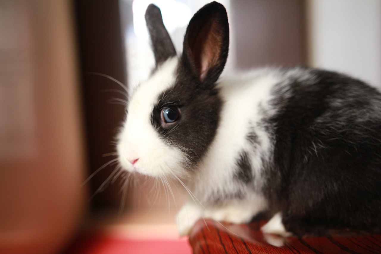 rabbit pets animal free photo