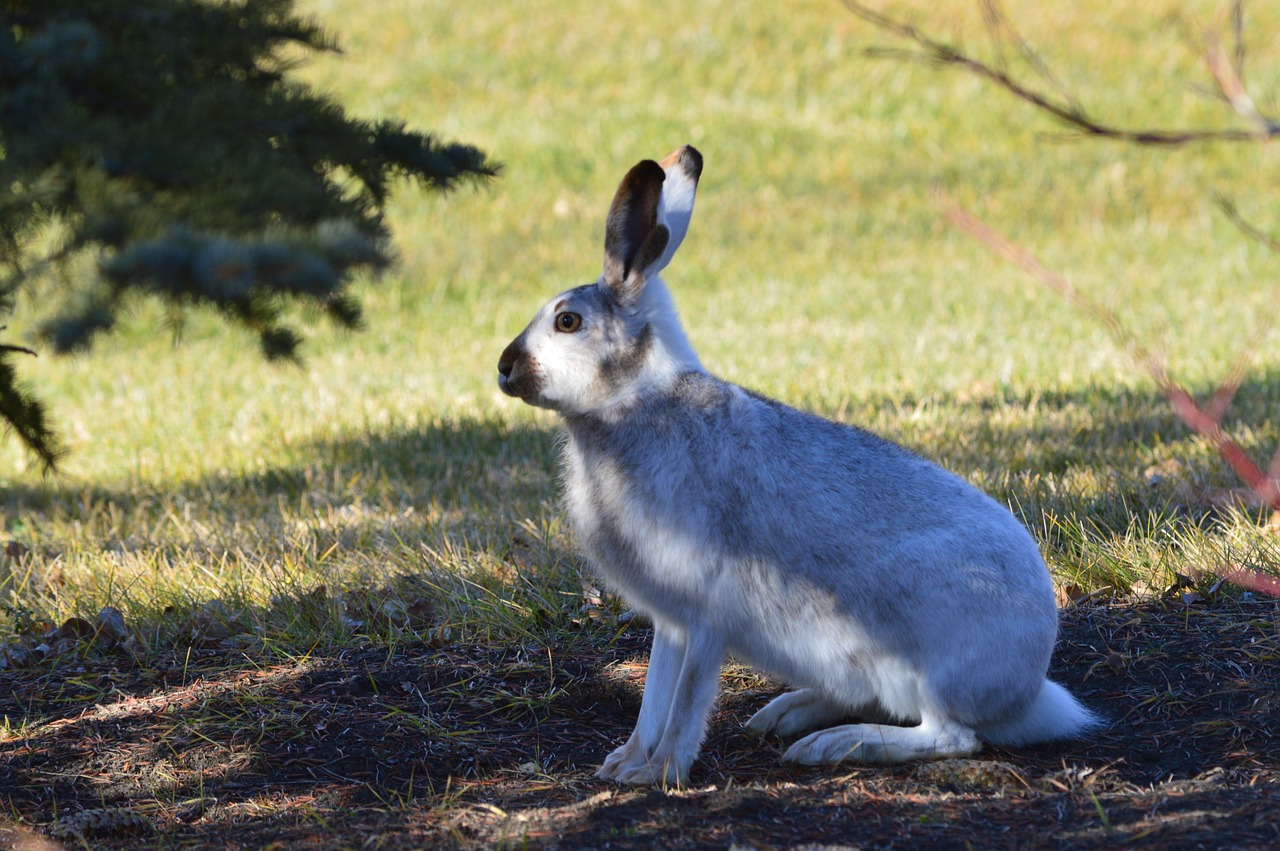 rabbit hare wildlife free photo