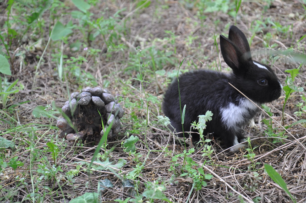 rabbit nature black free photo