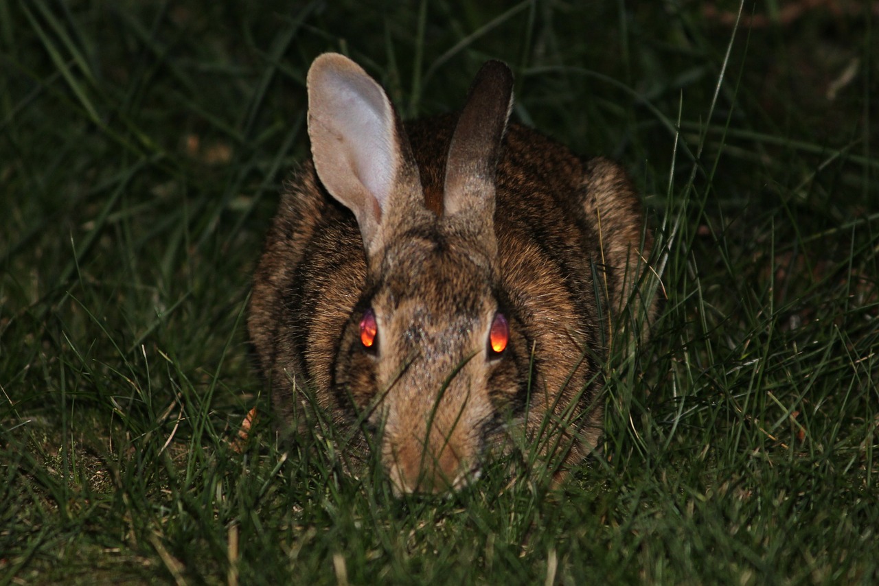 rabbit bunny evil free photo