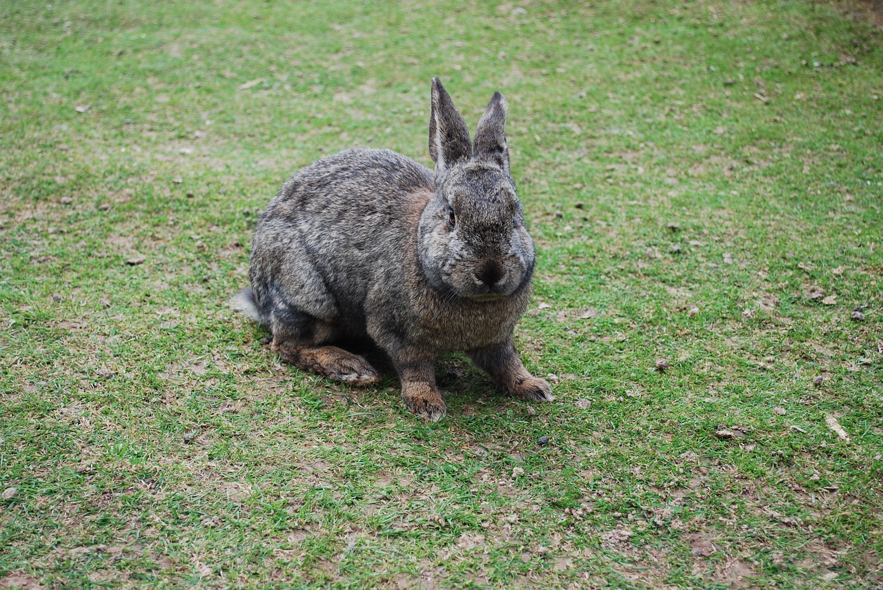 rabbit meadow grass free photo