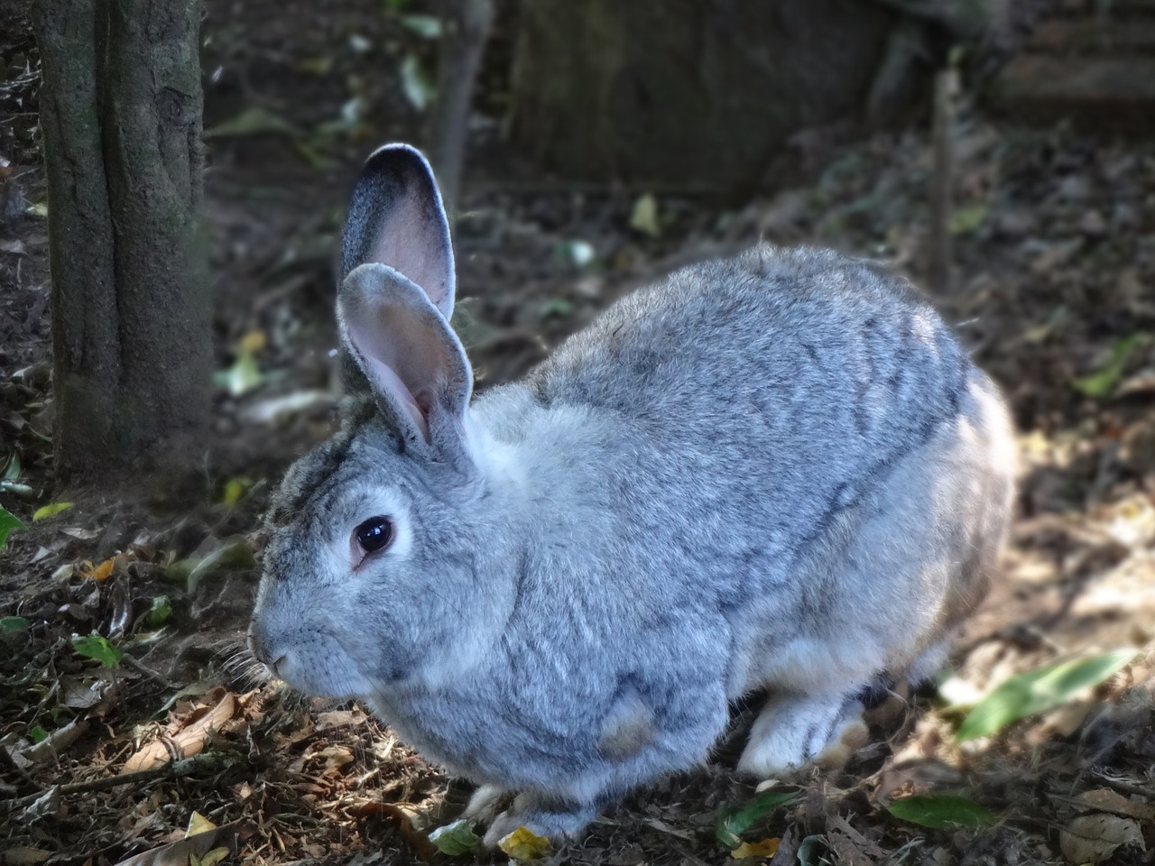 rabbit mammal alert free photo
