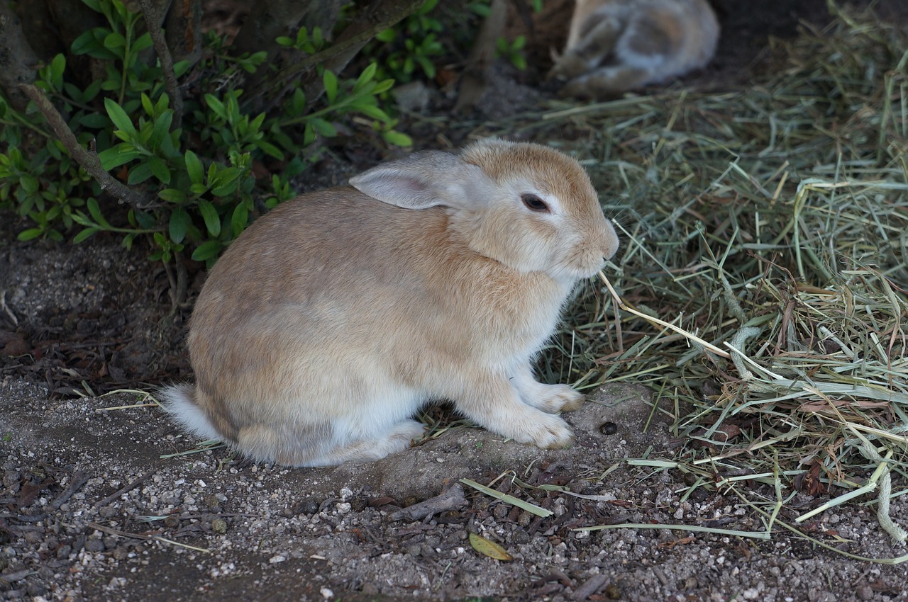 rabbit ōkunoshima hiroshima free photo