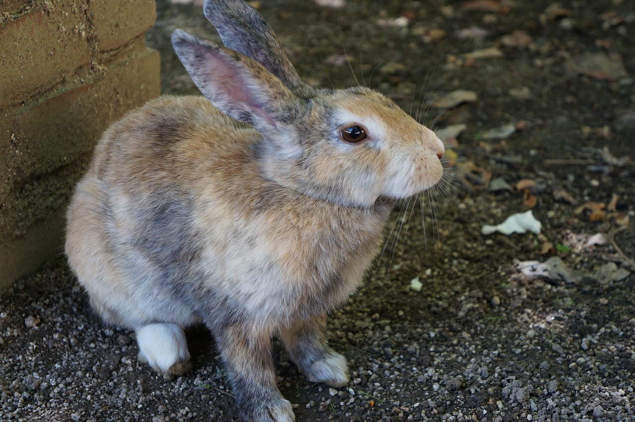 rabbit ōkunoshima hiroshima free photo