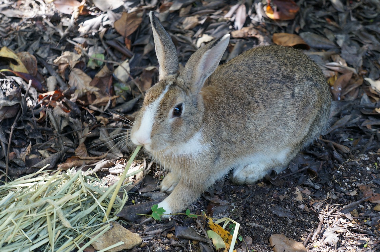 rabbit ōkunoshima hiroshima free photo