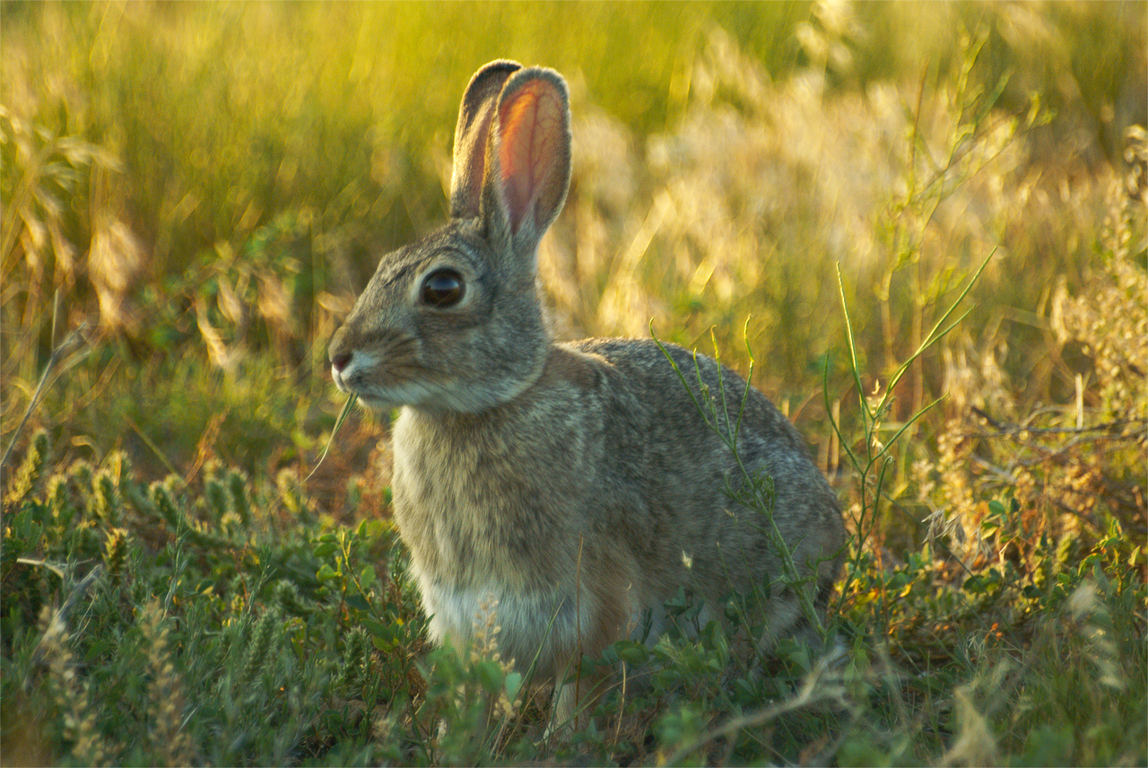 rabbit hare bunny free photo