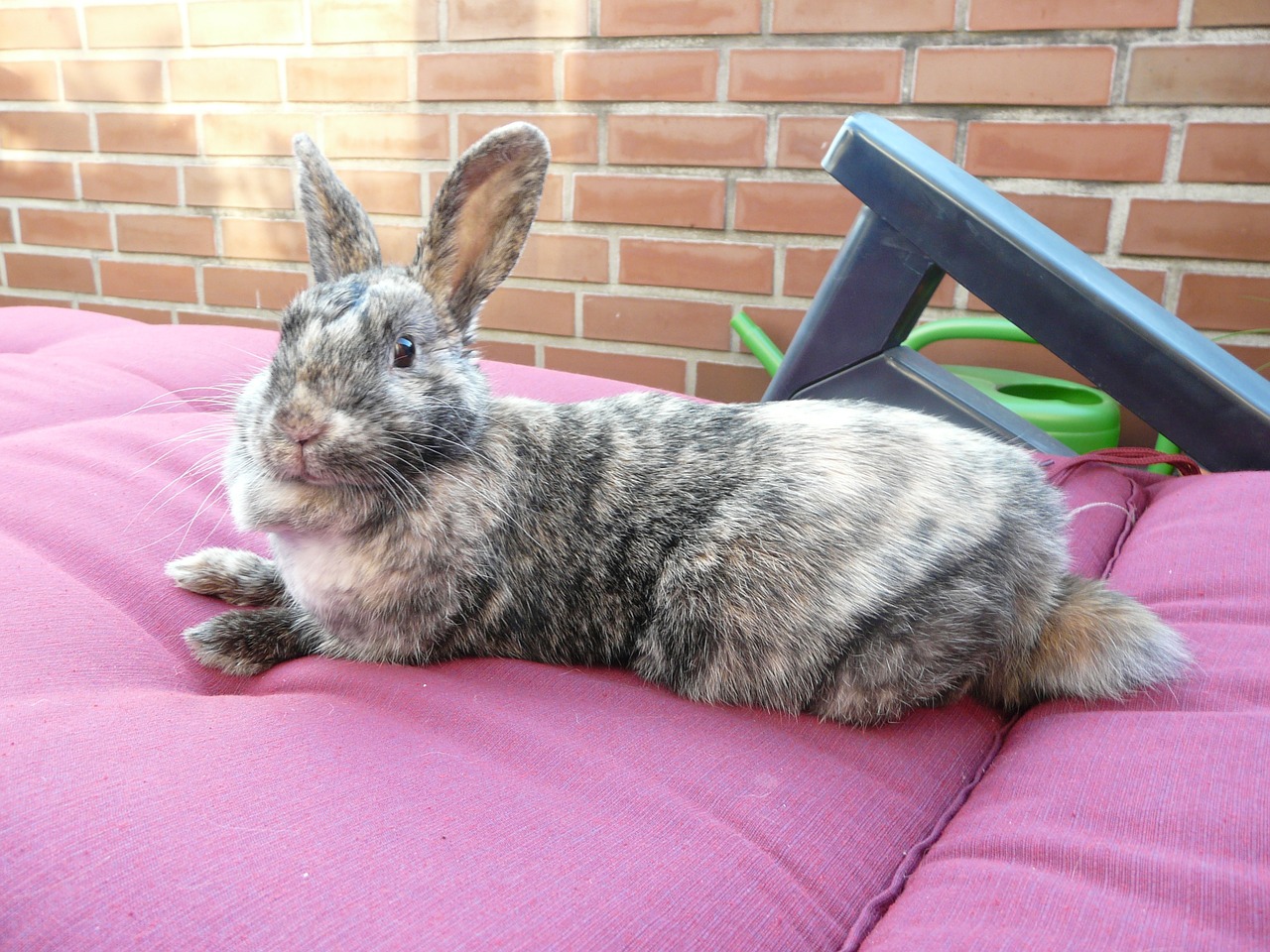 rabbit lazy relaxed free photo