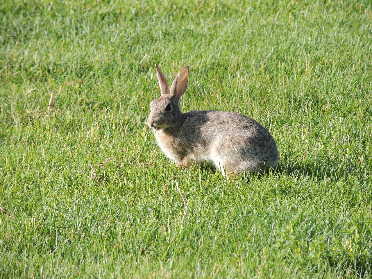 rabbit bunny brown free photo