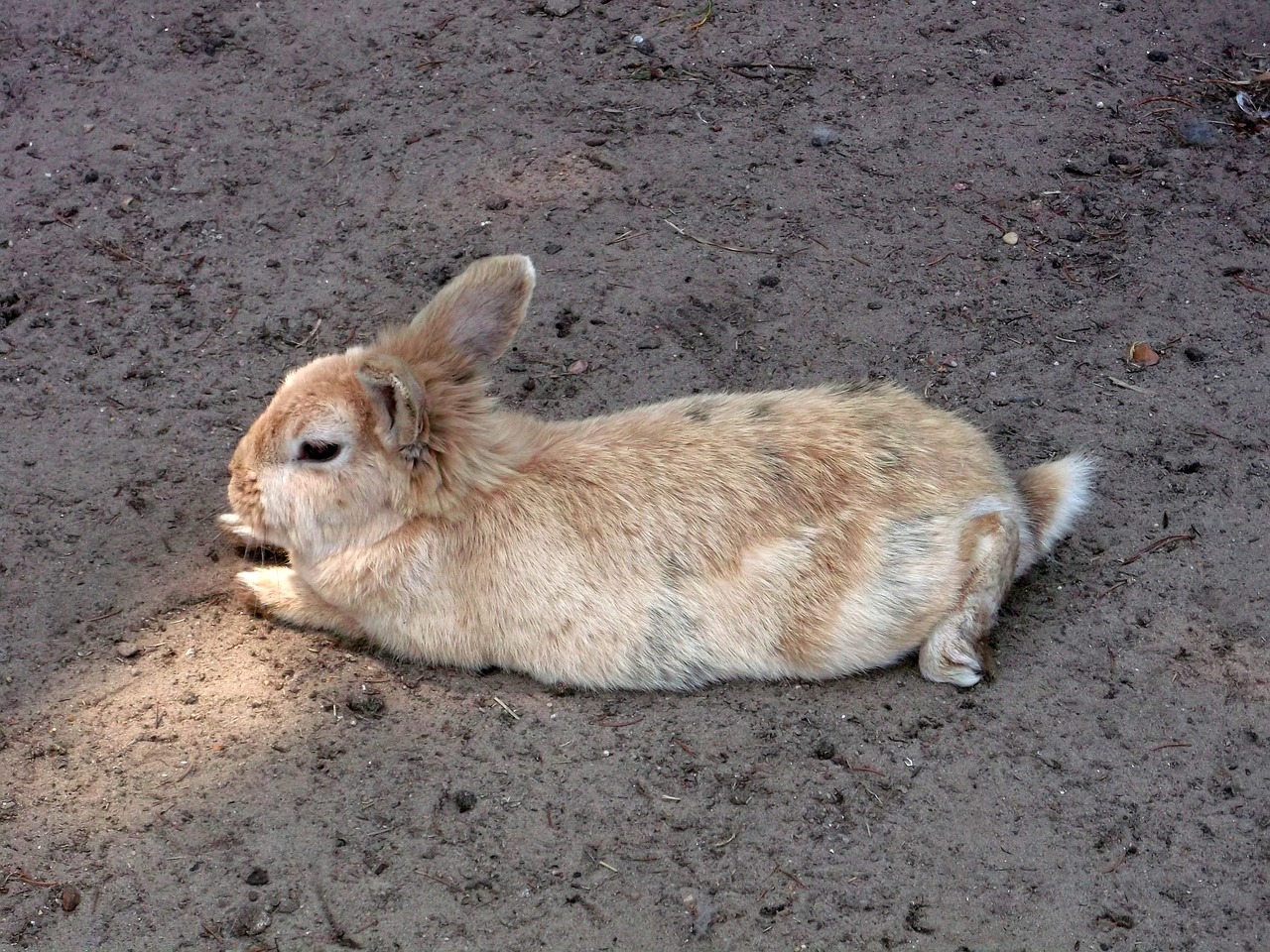 rabbit mammal nager free photo