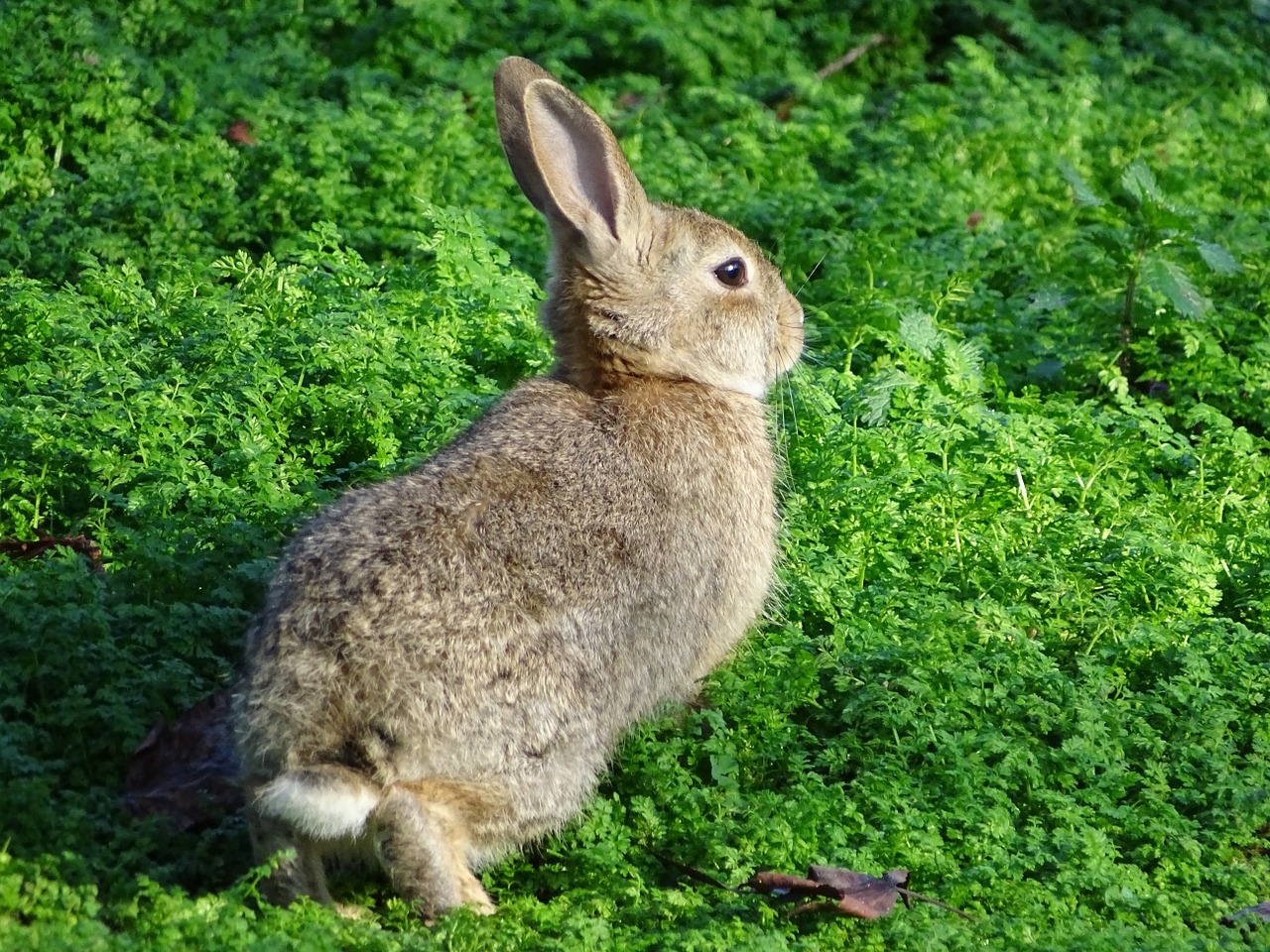 rabbit bunny hare free photo