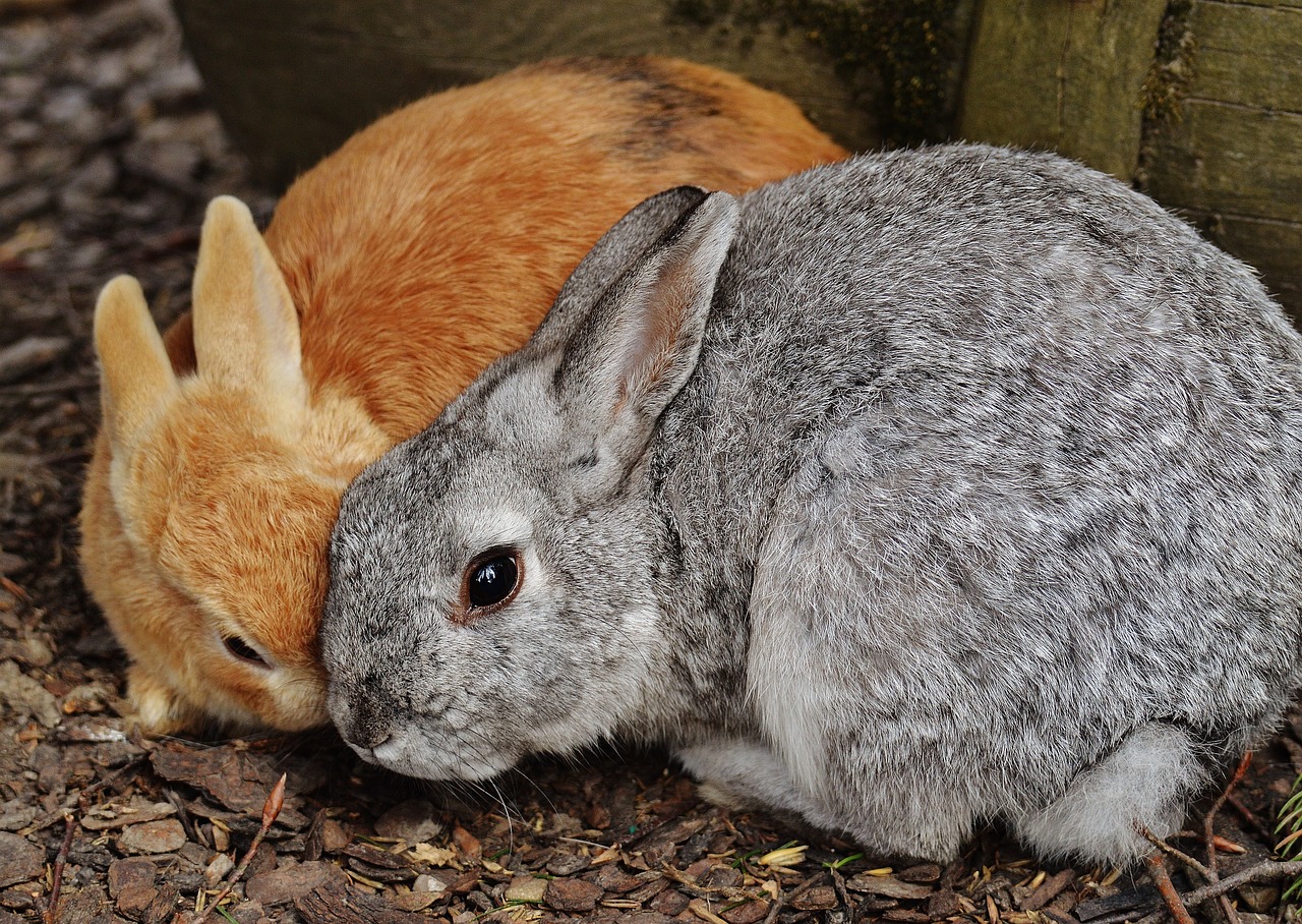 rabbit wildpark poing hare free photo