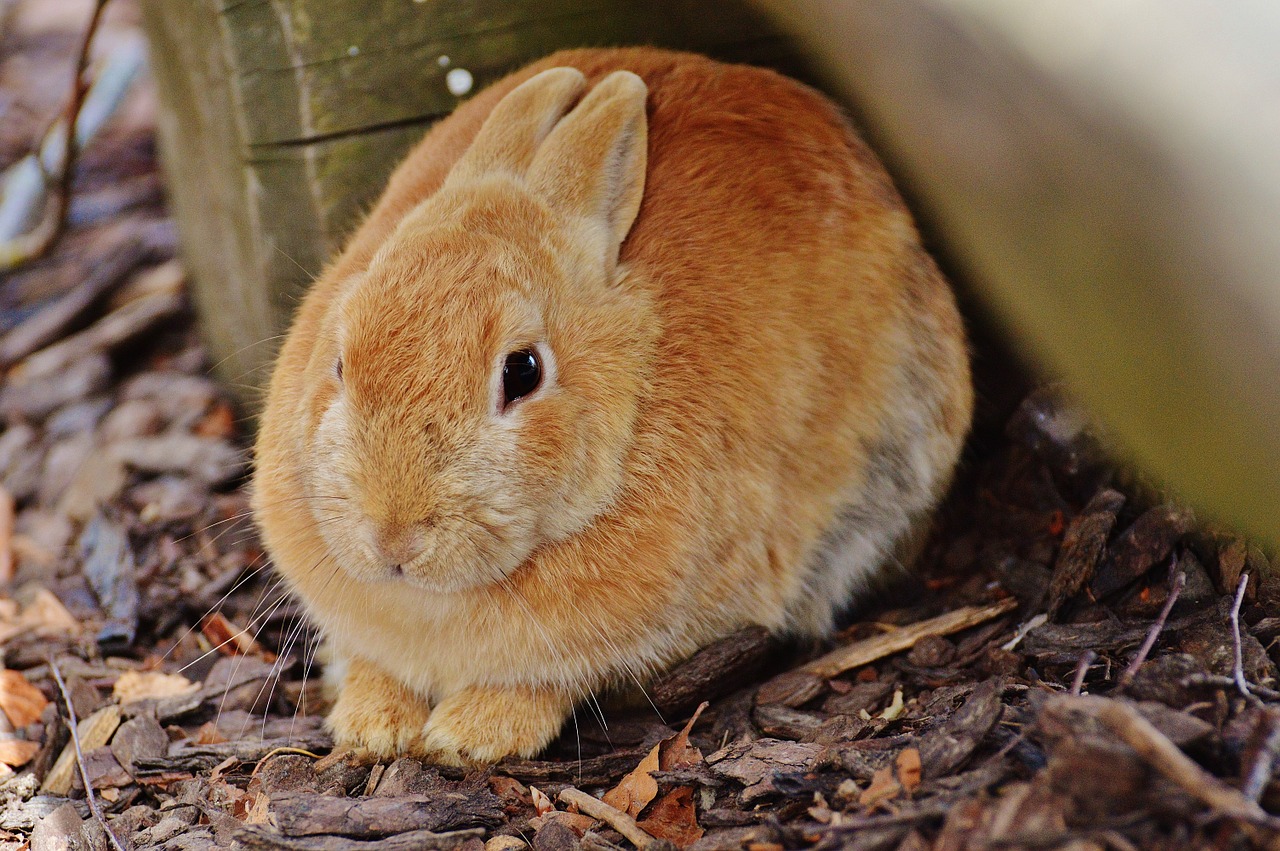 rabbit wildpark poing hare free photo