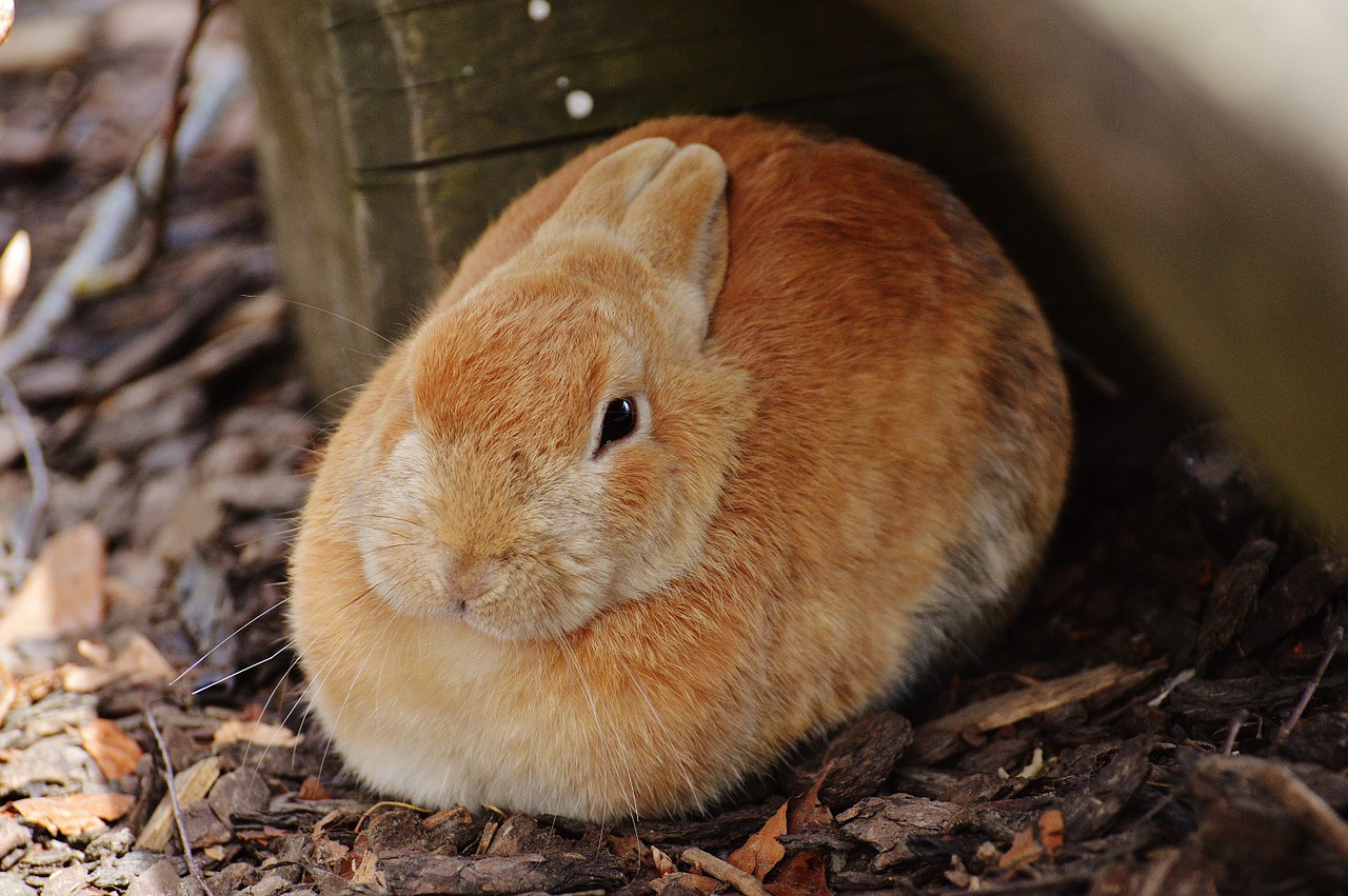 rabbit wildpark poing hare free photo