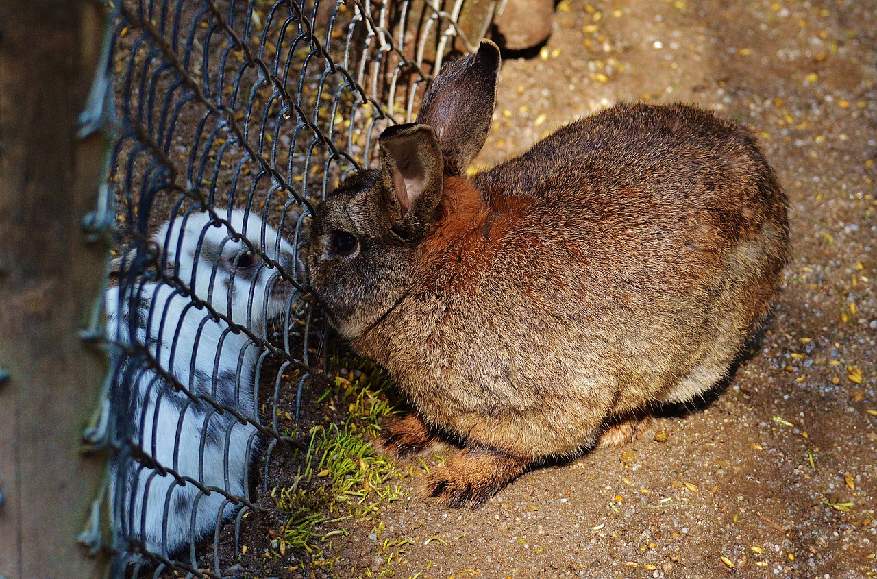 rabbit wildpark poing separated free photo
