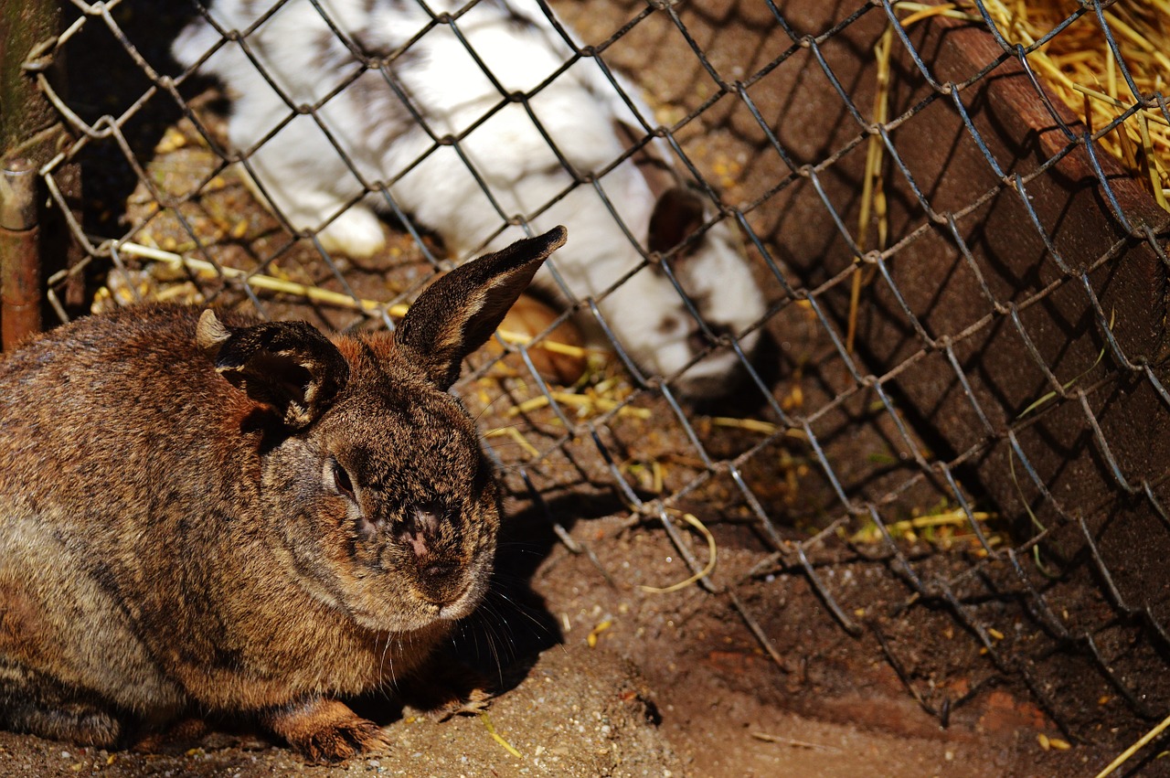 rabbit wildpark poing separated free photo