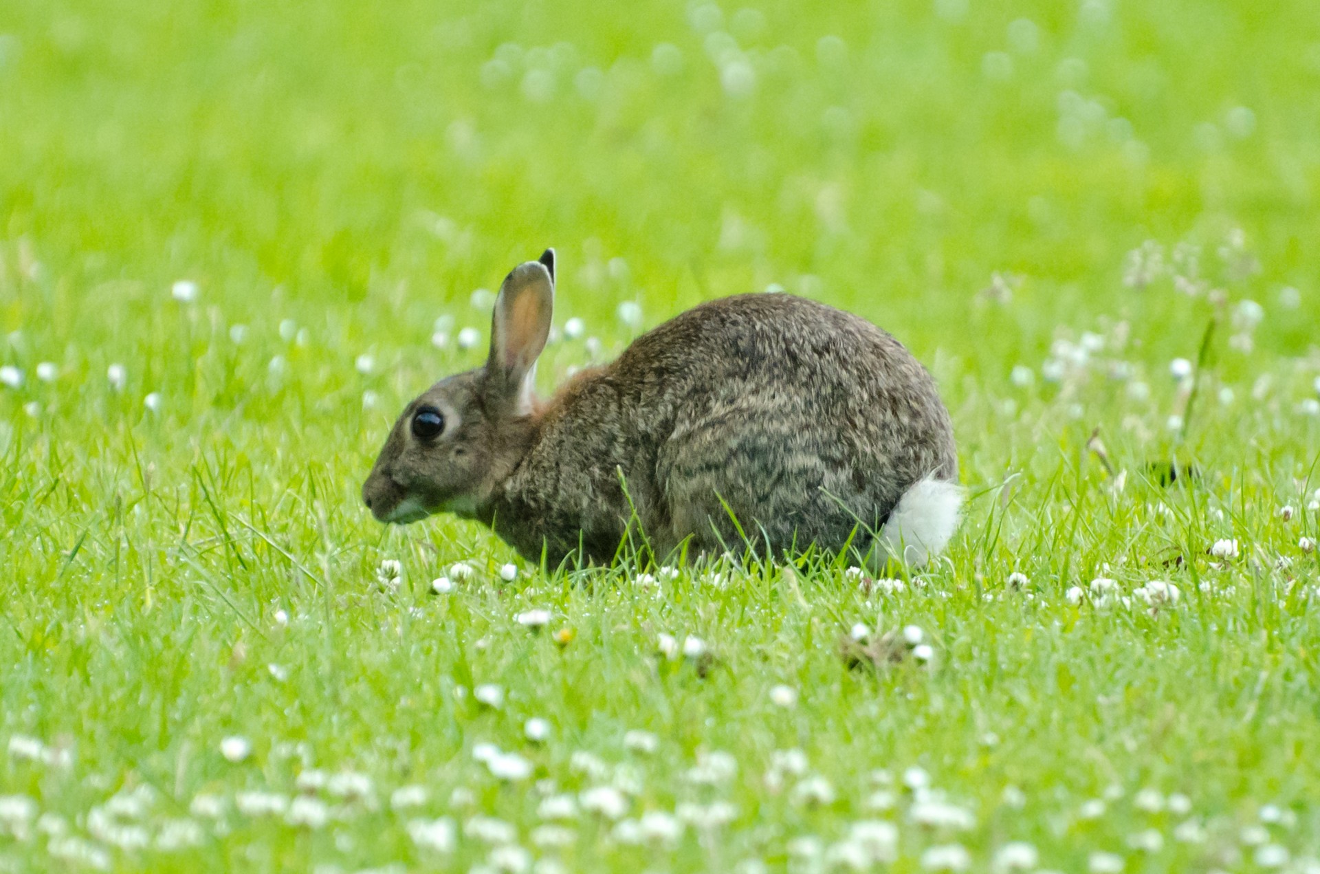 rabbit mammal green free photo