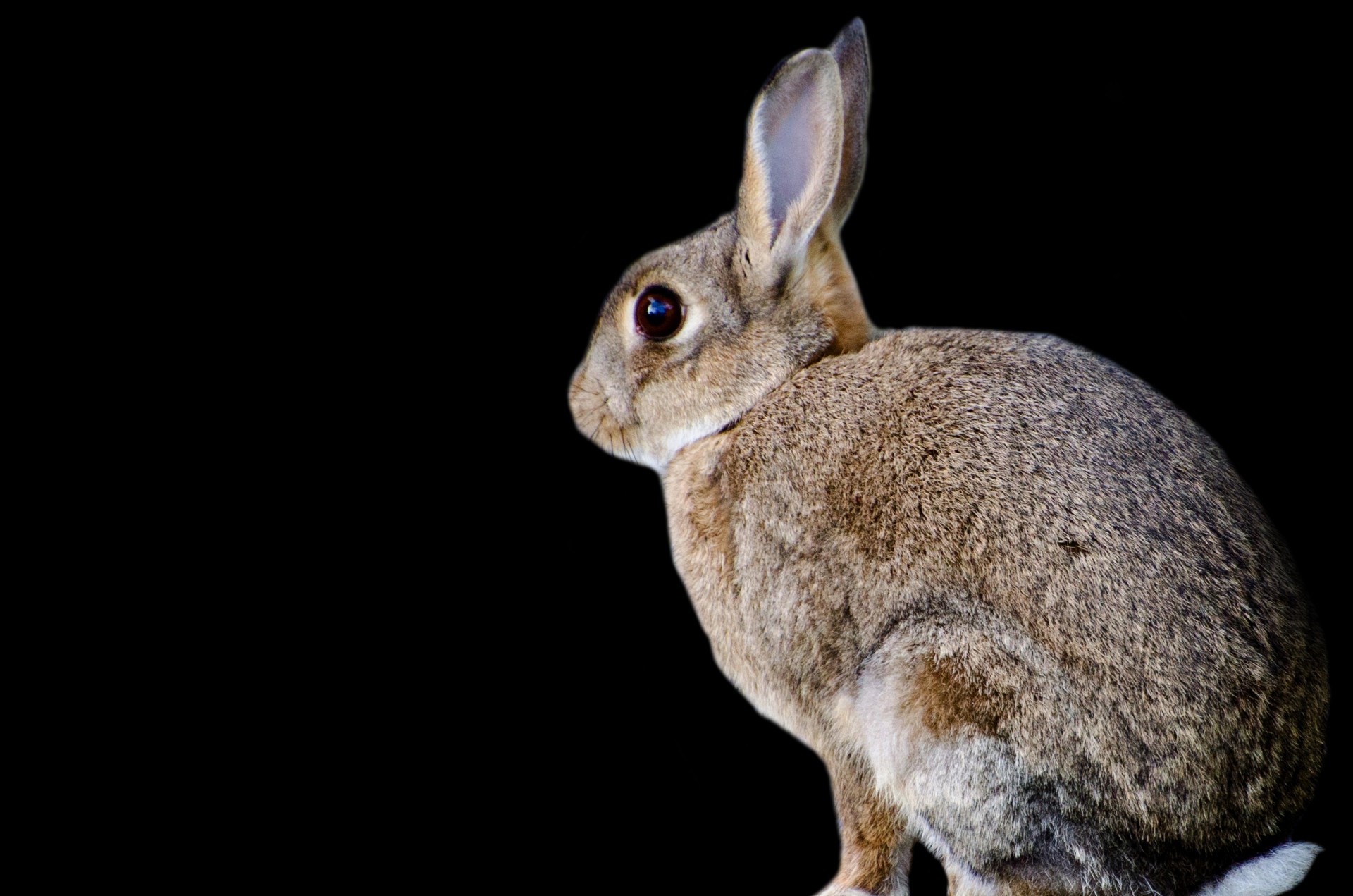 rabbit mammal brown free photo