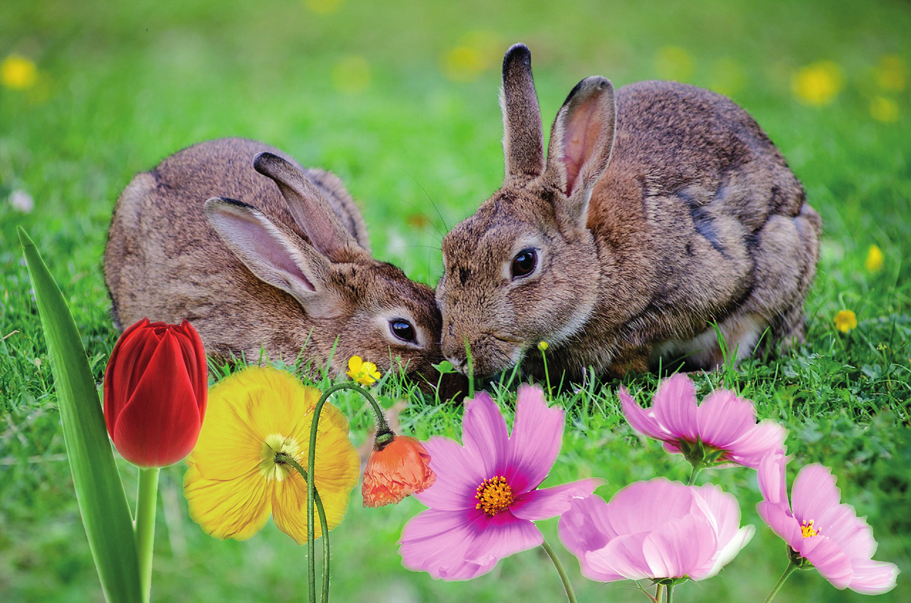 rabbit easter flowers free photo