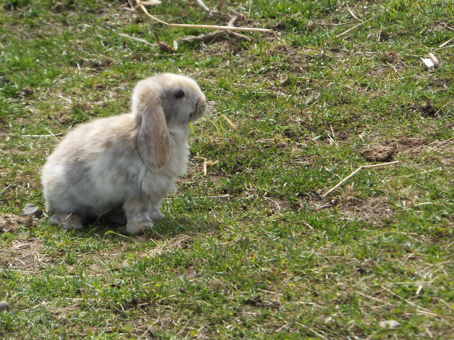 rabbit floppy grass free photo