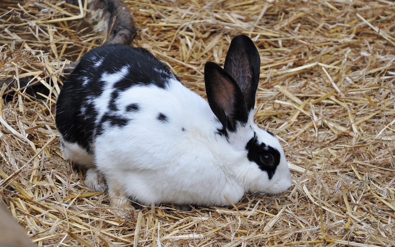 rabbit butterfly rabbit animal free photo