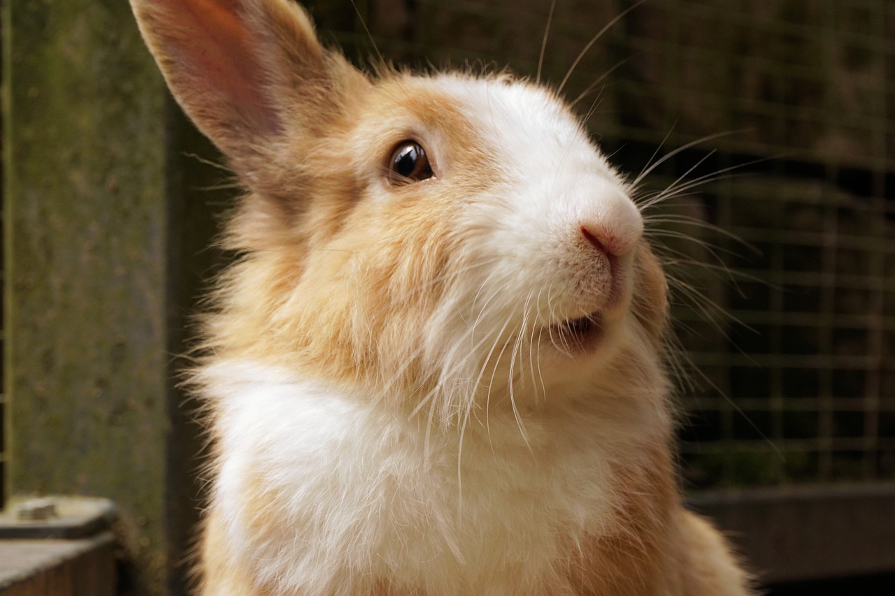 rabbit hare pet free photo