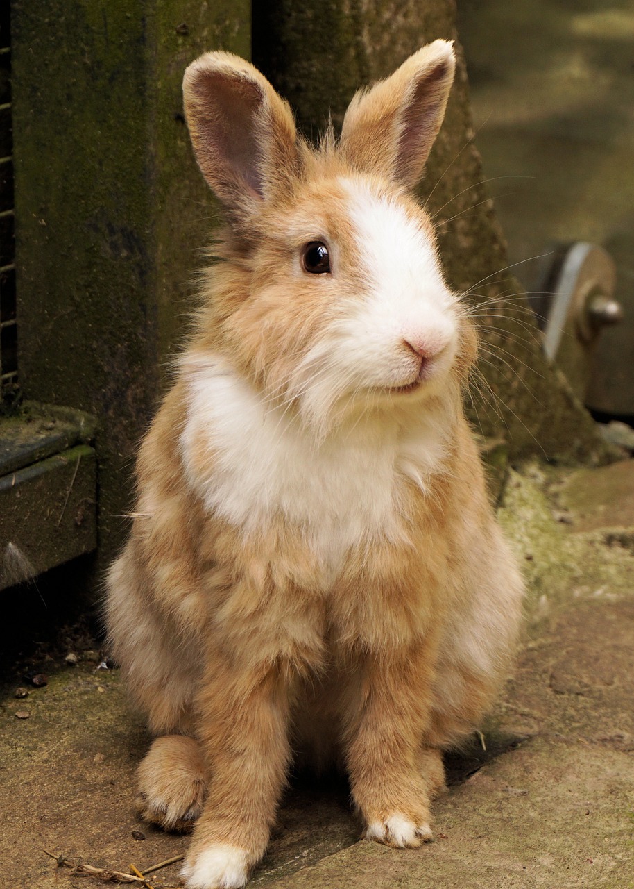 rabbit hare pet free photo