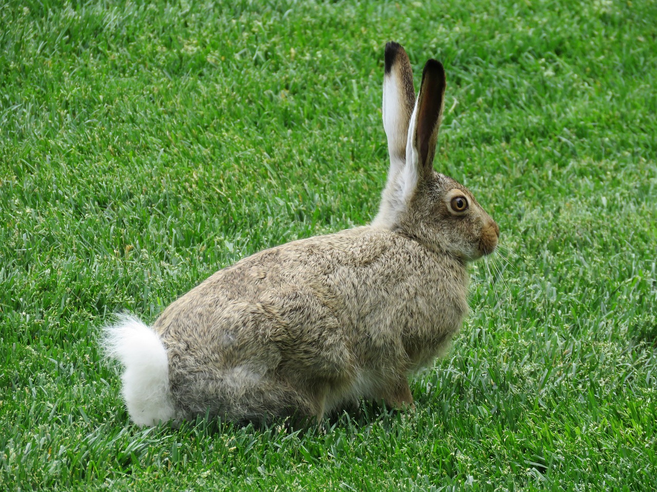 rabbit wildlife animal free photo